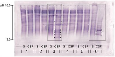 Comparison of Two Different Canine Anti-IgG Antibodies for Assessment of Oligoclonal Bands in Cerebrospinal Fluid and Serum of Dogs via Isoelectric Focusing Followed by an Immunoblot